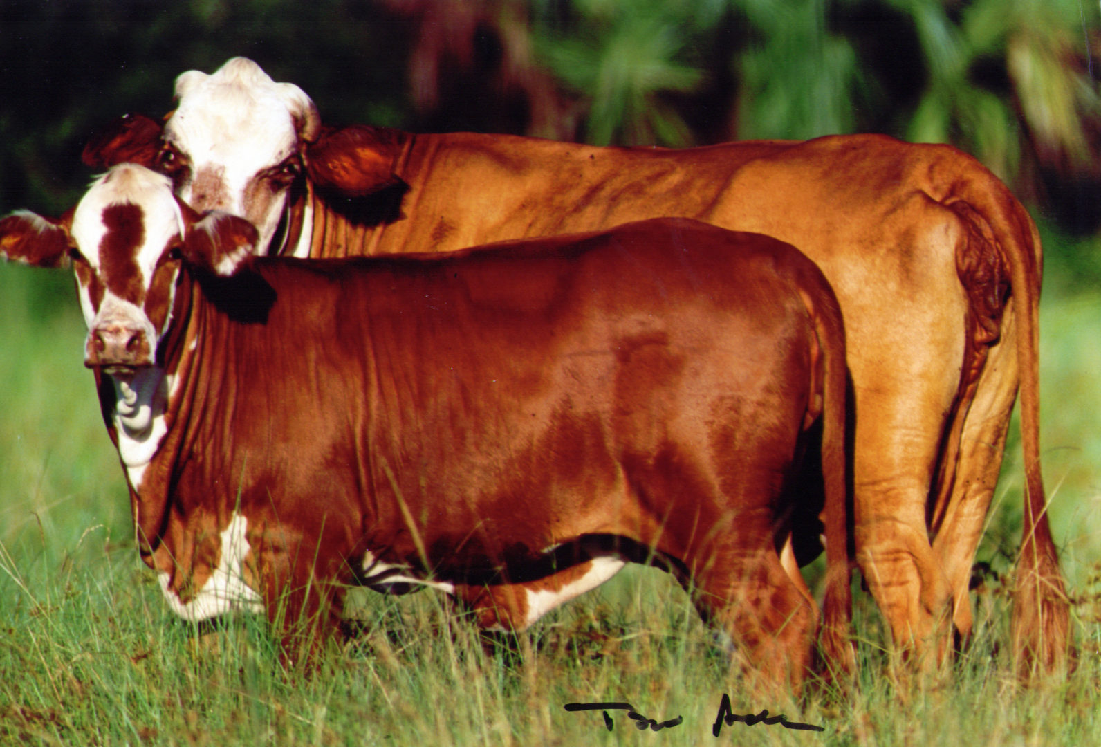 Adams Ranch Cattle