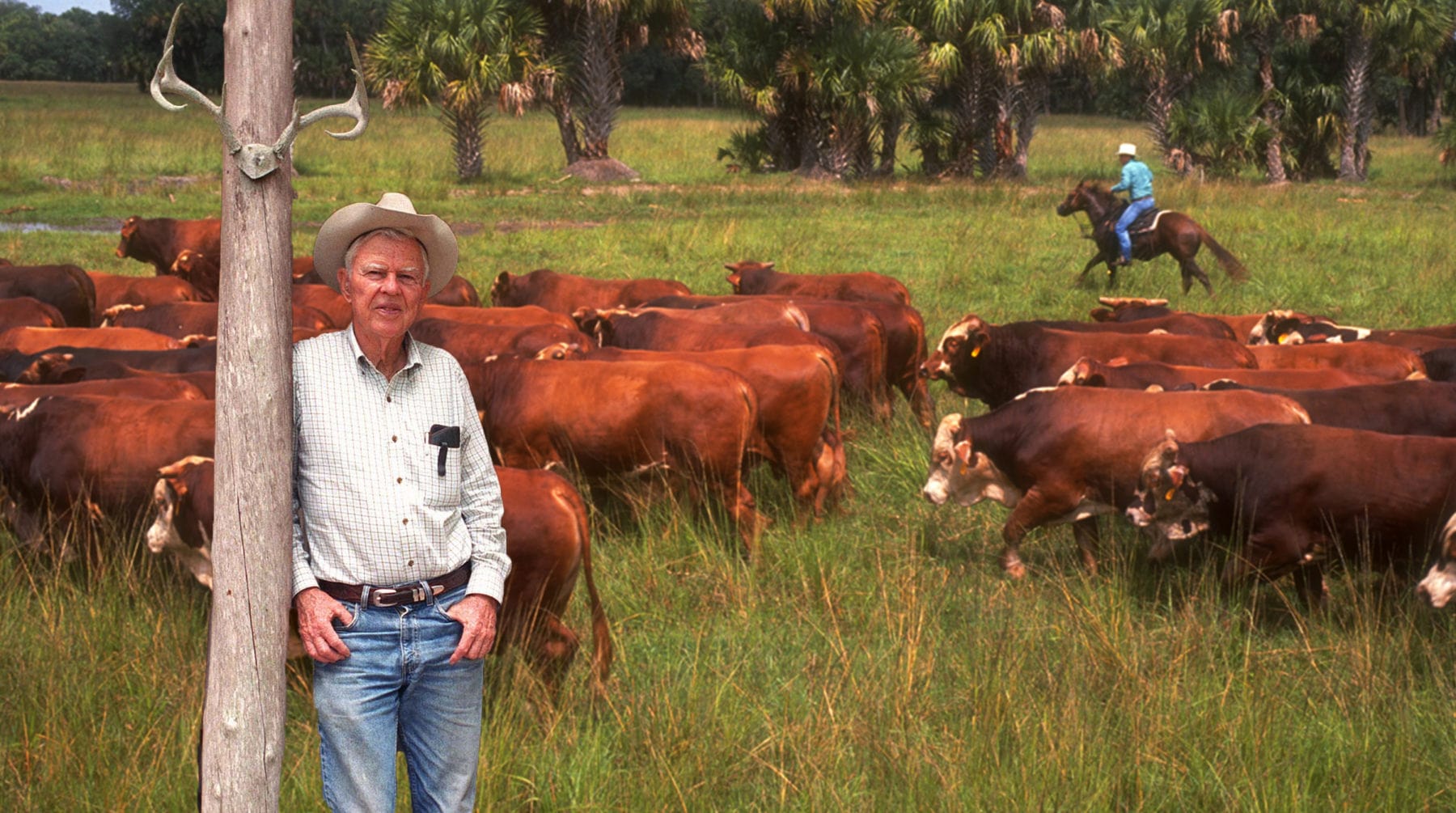 Ranchpost2 Adams Ranch cattleman with the herd